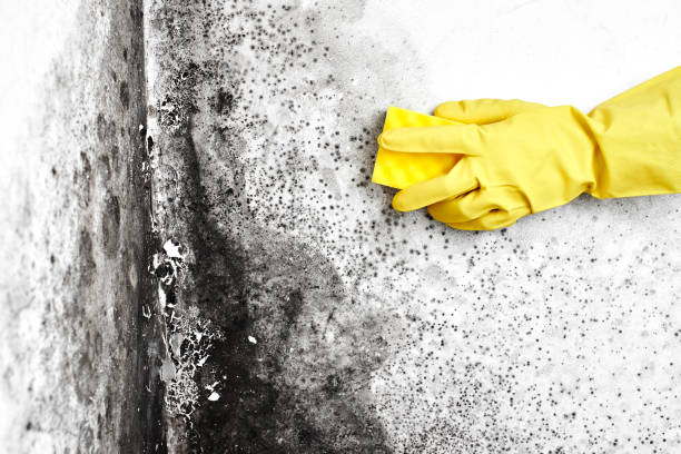 Best Residential Mold Remediation in Garden Acres, CA