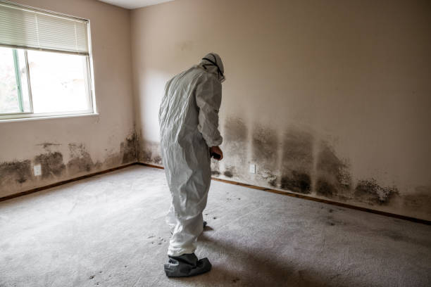 Professional Mold Remediation in Garden Acres, CA