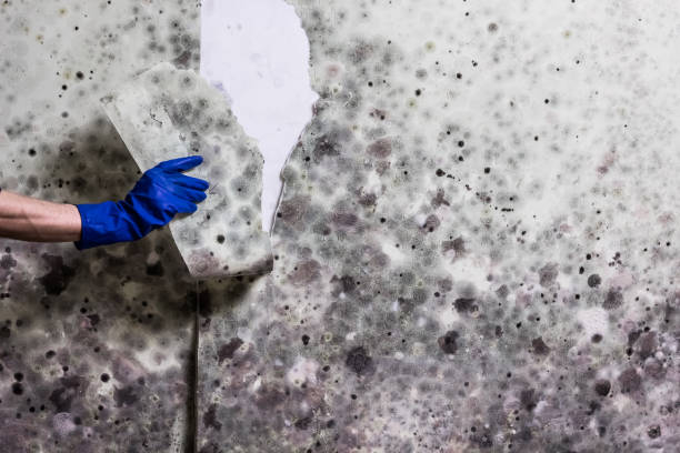 Best White Mold Remediation in Garden Acres, CA